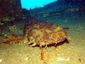 Wobbegong Shark