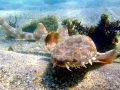 Wobbegong Shark