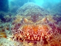Wobbegong Shark