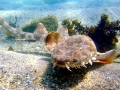 Wobbegong Shark