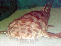 Wobbegong Shark