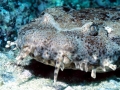 Wobbegong Shark