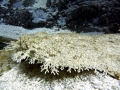 Wobbegong Shark