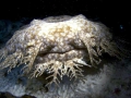 Wobbegong Shark
