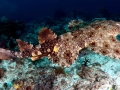 Wobbegong Shark