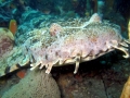Wobbegong Shark