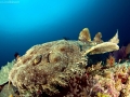 Wobbegong Shark