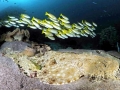 Wobbegong Shark
