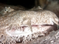 Wobbegong Shark