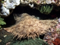 Wobbegong Shark
