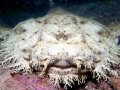 Wobbegong Shark