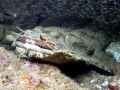 Wobbegong Shark