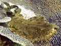 Wobbegong Shark