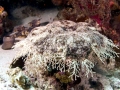 Wobbegong Shark