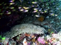 Wobbegong Shark