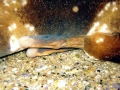 Wobbegong Shark