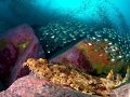 Wobbegong Shark