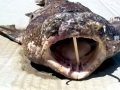 Wobbegong Shark