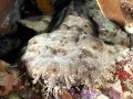 Wobbegong Shark