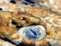 Wobbegong Shark