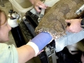Wobbegong Shark