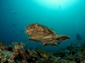 Wobbegong Shark