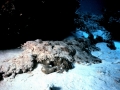Wobbegong Shark
