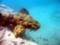 Wobbegong Shark
