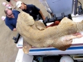 Wobbegong Shark