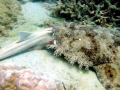 Wobbegong Shark