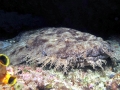 Wobbegong Shark