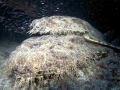 Wobbegong Shark