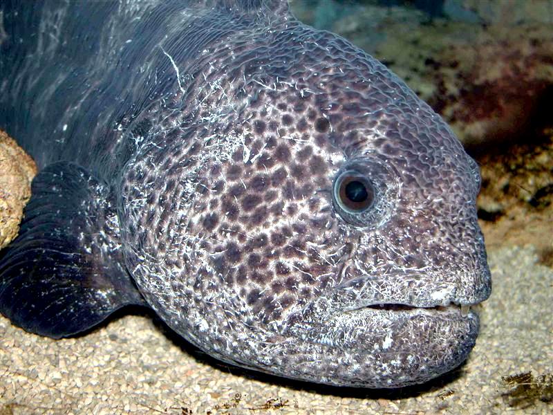 Wolf Eel