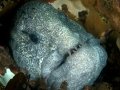 Wolf Eel
