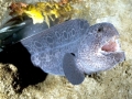 Wolf Eel