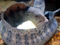 Wolf Eel