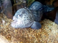 Wolf Eel