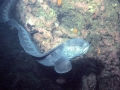 Wolf Eel