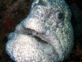 Wolf Eel