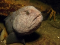 Wolf Eel