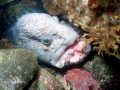 Wolf Eel
