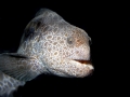Wolf Eel