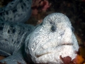 Wolf Eel