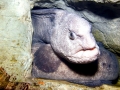 Wolf Eel