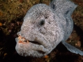 Wolf Eel