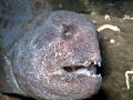 Wolf Eel