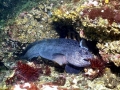 Wolf Eel
