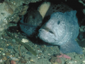Wolf Eel