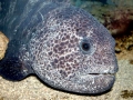 Wolf Eel
