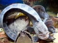 Wolf Eel